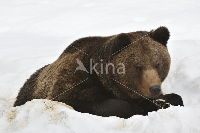 Bruine beer (Ursus arctos)