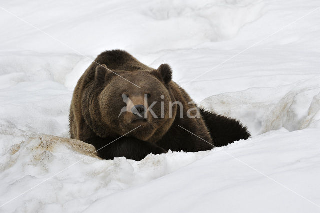 Bruine beer (Ursus arctos)