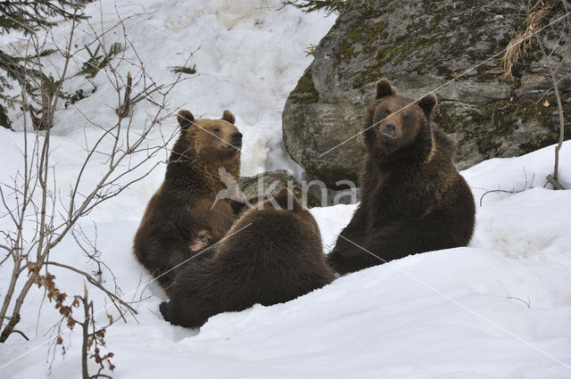 Bruine beer (Ursus arctos)