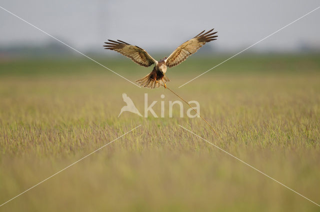 Bruine Kiekendief (Circus aeruginosus)