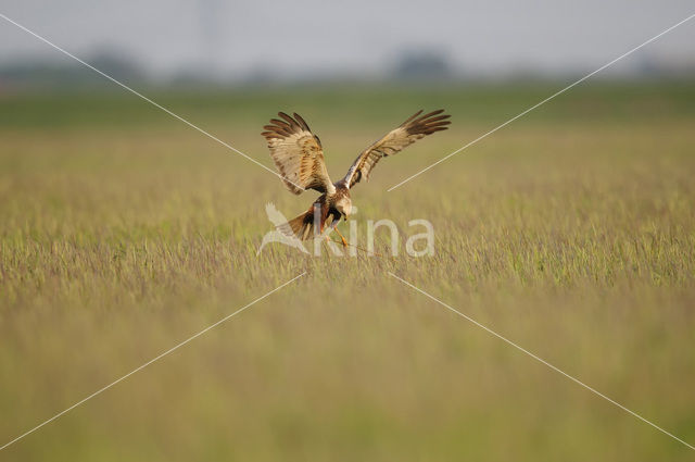 Bruine Kiekendief (Circus aeruginosus)