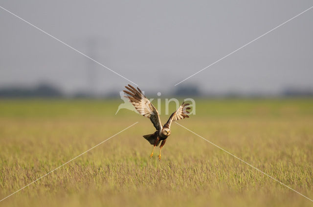 Bruine Kiekendief (Circus aeruginosus)