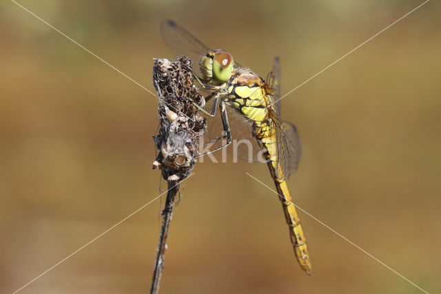 Bruinrode heidelibel (Sympetrum striolatum)