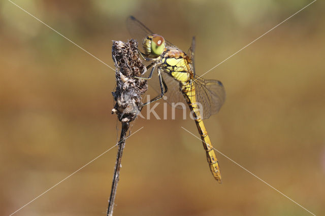 Common Darter (Sympetrum striolatum)