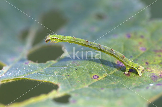 Brummelspanner (Mesoleuca albicillata)