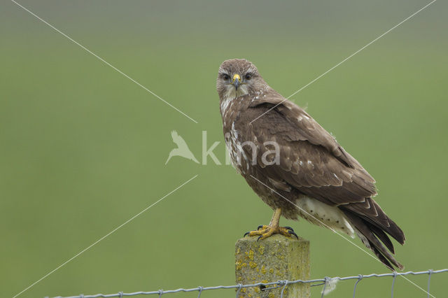 Common Buzzard (Buteo buteo)