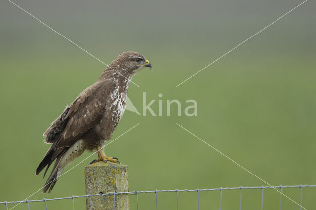 Common Buzzard (Buteo buteo)