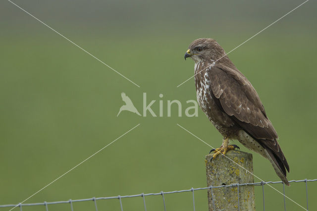 Common Buzzard (Buteo buteo)