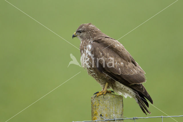 Buizerd (Buteo buteo)