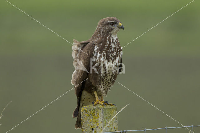 Common Buzzard (Buteo buteo)