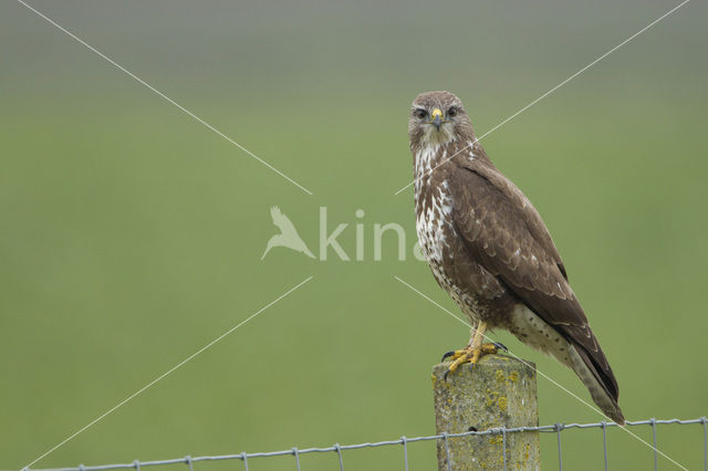 Buizerd (Buteo buteo)