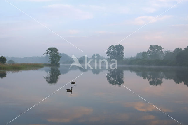 Canadese Gans (Branta canadensis)