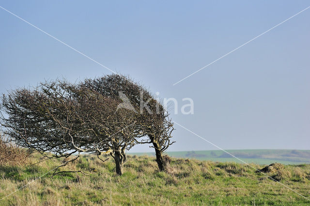 Cap Gris-Nez