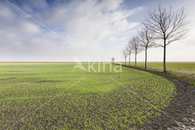 Carel Coenraadpolder