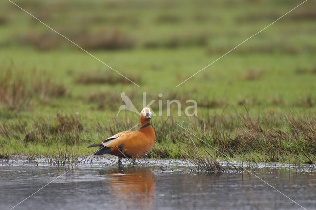 Ruddy Shelduck (Tadorna ferruginea)