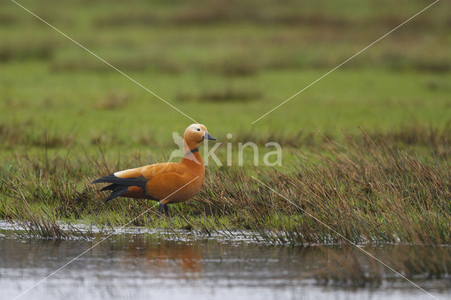 Ruddy Shelduck (Tadorna ferruginea)