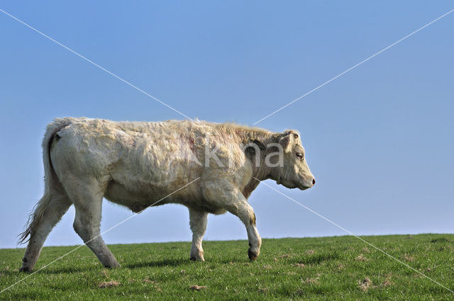 Charolais Koe (Bos domesticus)