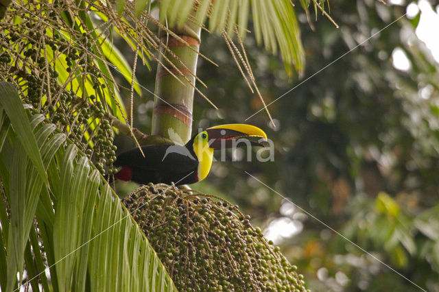 Chestnut-mandibled Toucan (Ramphastos swainsonii)