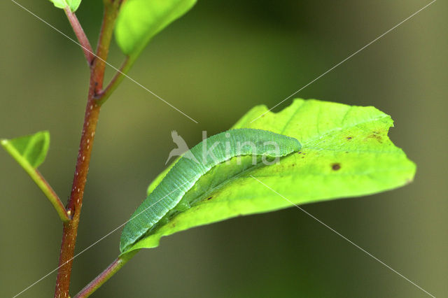 Citroenvlinder (Gonepteryx rhamni)