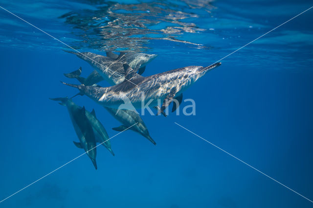 Atlantic Spinner Dolphin