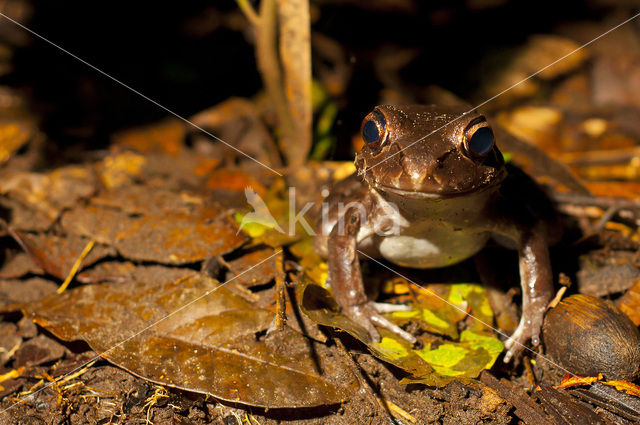 Coastal Ecuador Smoky Jungle Frog (Leptodactylus peritoaktites)