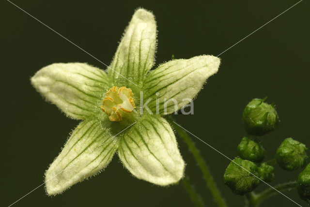 Cretan bryony (Bryonia cretica)