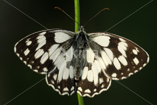 Dambordje (Melanargia galathea)