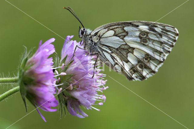 Marbled White (Melanargia galathea)