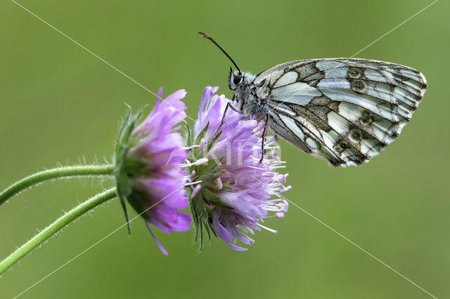 Dambordje (Melanargia galathea)