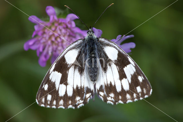 Marbled White (Melanargia galathea)