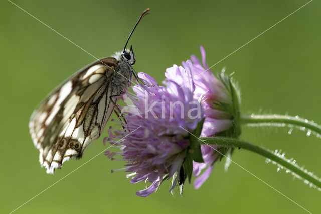 Dambordje (Melanargia galathea)