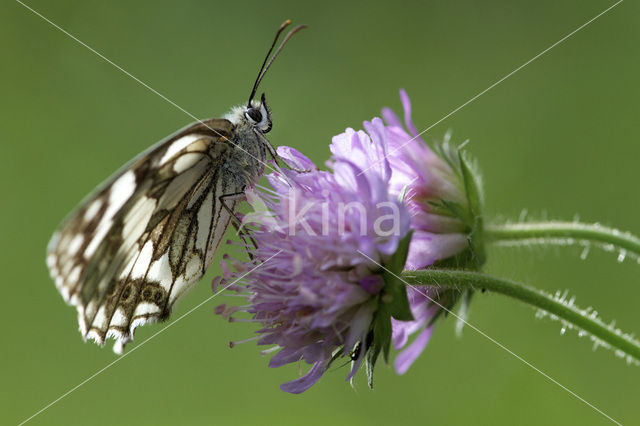 Marbled White (Melanargia galathea)