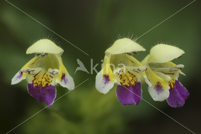 Dauwnetel (Galeopsis speciosa)