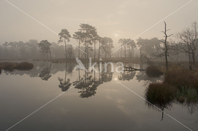 Pine tree (Pinus spec.)