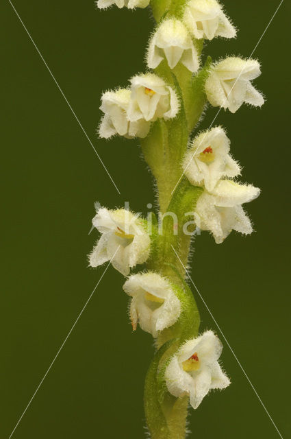 Dennenorchis (Goodyera repens)