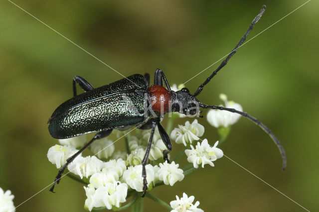 Dinoptera collaris