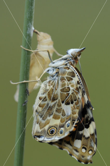 Distelvlinder (Vanessa cardui)