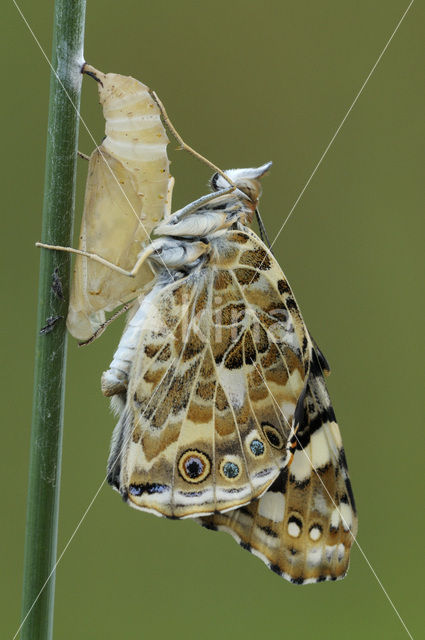 Distelvlinder (Vanessa cardui)