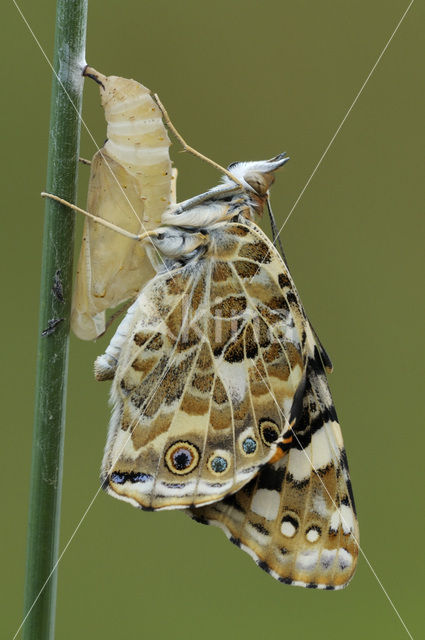 Distelvlinder (Vanessa cardui)