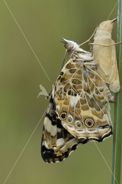 Painted Lady (Vanessa cardui)