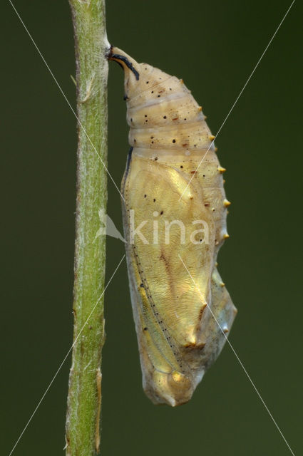 Distelvlinder (Vanessa cardui)