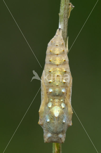 Distelvlinder (Vanessa cardui)