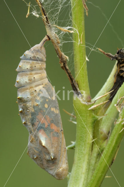 Painted Lady (Vanessa cardui)