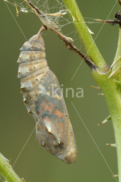 Distelvlinder (Vanessa cardui)