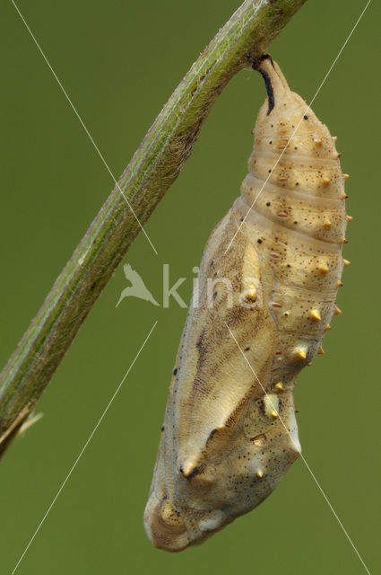 Distelvlinder (Vanessa cardui)