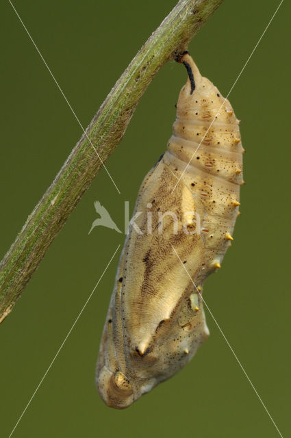 Distelvlinder (Vanessa cardui)