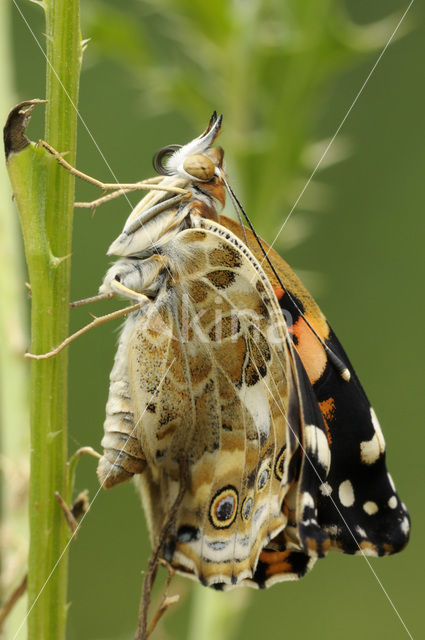 Distelvlinder (Vanessa cardui)