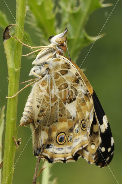 Painted Lady (Vanessa cardui)