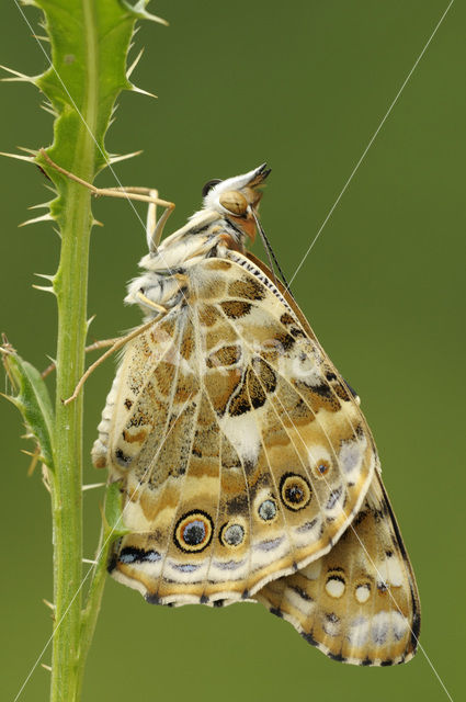 Distelvlinder (Vanessa cardui)