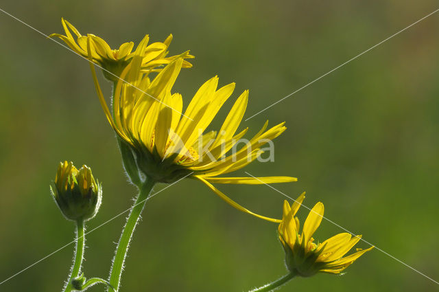 Doronicum austriacum